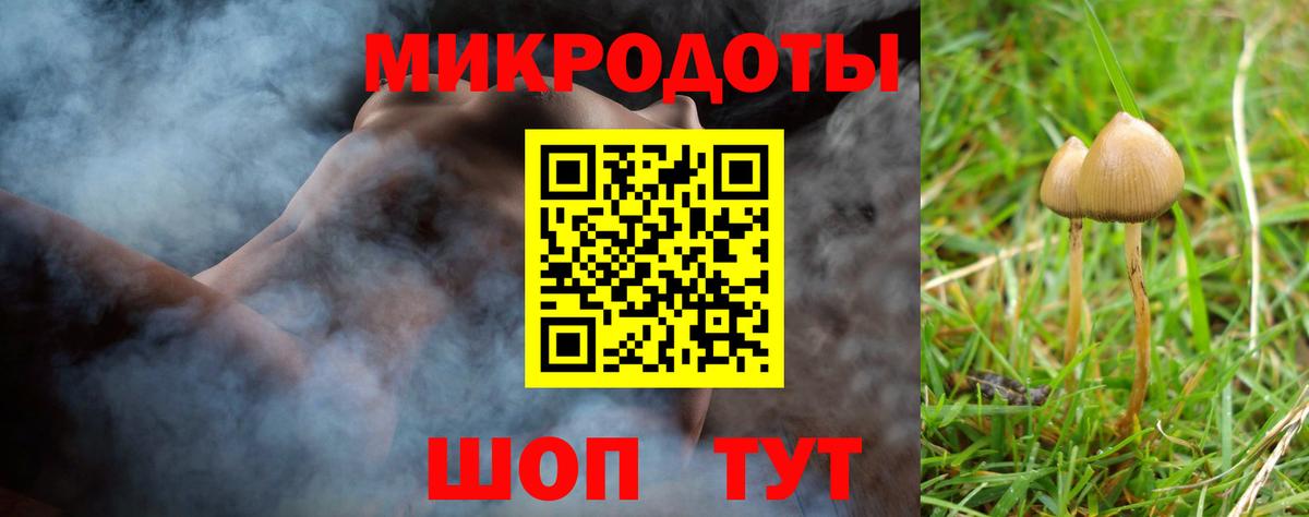 Псилоцибиновые грибы Psilocybe Апшеронск
